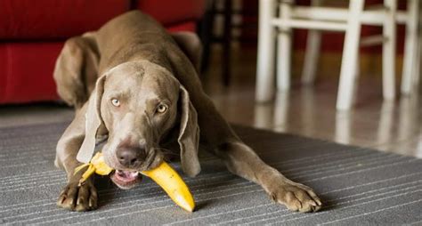 狗 可以 吃 香蕉 嗎